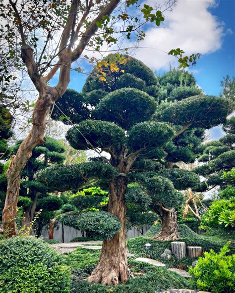 羅漢松庭園樹|深入了解羅漢松的品種：美麗與多樣性並存 – 植物盆栽。